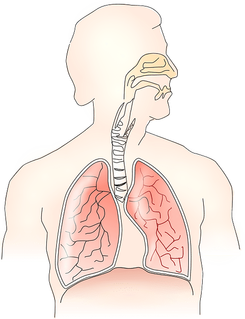ademhaling en longen
